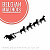 Belgian Malinois Santa Sleigh
